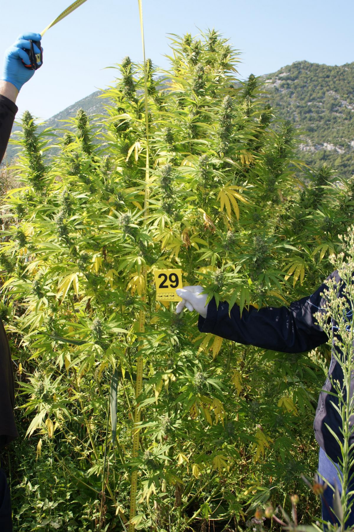 plantaža marihuane
